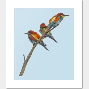 Three Beautifully Colored European Bee-Eaters Posters and Art